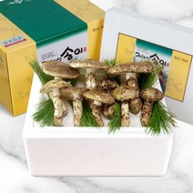 23년9월 햇수확 자연이 빚은 천년의 향 양양 송이 버섯, 등외품500g, 1박스