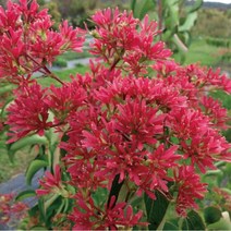 자연농원 칠자화묘목(일년에 두번꽃이피는 ) 최소구매5개이상, 칠자화 삽목 2년생