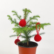 아라우카리아 소형 생화 크리스마스 트리 마이플랜트, 소품