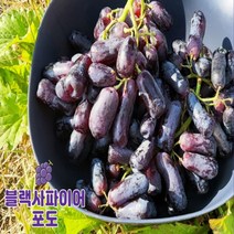 블랙사파이어 블랙가지포도 스윗사파이어 1봉지(1kg내외) 3봉지(3kg내외) 5봉지(5kg내외) 8봉지(8kg내외)