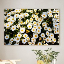 예쁜 힐링 풍수 인테리어 장미 데이지 튤립 꽃그림 모음 북유럽감성 식물액자, 07.아맨다 데이지