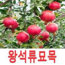 (성실G)슈퍼왕석류묘목(삽목1년) 4그루