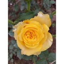 사계장미(사계땅장미 사계넝쿨장미 사계줄장미), 넝쿨장미, 진노랑, 1개