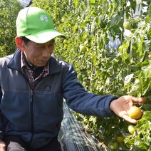 부산 프리미엄 대저 짭짤이 토마토 2.5kg GAP인증, 짭짤이토마토 2.5KG 대과
