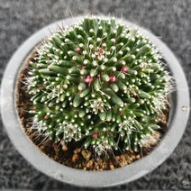 봄의정원 슈퍼노바 선인장