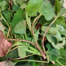 지리산 햇 취나물, 지리산 햇 취나물 500g