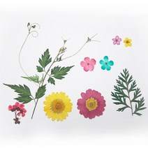 압화 압화꽃팩 JPS-1 마가렛꽃체험패키지 체험패키지, 핑크