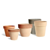 마이플랜트 바소 디그리아 3종 ( 스탠다드 팔라디오 알토 ), 토기색