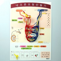 네프론 모형 만들기 4인새트과학수업 키트 실험교구 영재 과학의날행사, 본상품