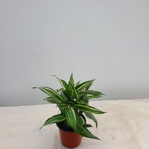 [다은꽃농원]드라세나 산데리아나 빅토리아 소품 수경재배식물, 1개