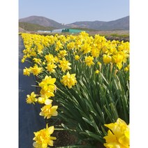 노랑겹수선화 구근30개 할인판매