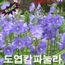 (희귀씨앗) 도엽캄파눌라 블루 15립, 상세페이지 참조