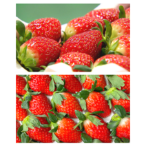 지리산딸기 특품 산청 장희 생 제철 딸기 택배 1.5kg 3kg 750g