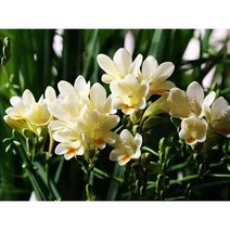 멀티컬러 프리지아(향기로운 샤베트) 씨앗 20캡슐, 흰색, 프리지아씨앗 20캡슐