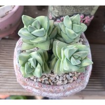 늘꽃다육 기천금 군생. 분체배송. 리톱스 다육 식물 선인장 인테리어 집 꾸미기 화분, 1개