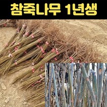 가죽나무 1년생 참죽나무 묘목 참가죽나무묘목, 1개