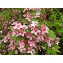 병꽃묘목 10주