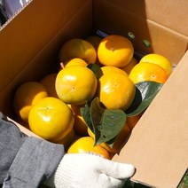경남 진영 햇 부유 단감, 2kg(중과), 1개