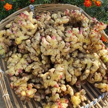 서산 흙생강 2kg or 3kg, 4kg, 1개