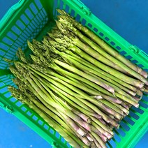2023년 농장 수확 생 아스파라거스 못난이 특품, 얇은것 500g