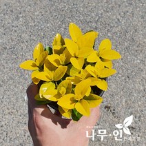[나무인] 황금사철나무 포트묘 5그루