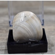 신상품 고생물화 석원석 장식품 국석 삼엽충 소라 치아 화석 과학 보급 교학 표본 송곳상어(1.3-2.3cm), 조개 (2-2.3cm)