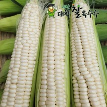 찰지고 맛난 가을햇 괴산대학찰 옥수수, 10개 생물찰옥수수/선물용 최상품