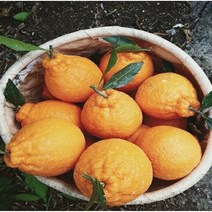 [위미농원] 서귀포 고당도 노지 한라봉 10kg, 노지한라봉(중과)5kg