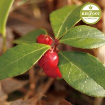위dhns_윈터그린 에센셜 오일 Wintergreen Oil 다용도 아로마 천연♥dhn, ♥dhn1L