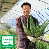 알로에 유기농생알로에 사포나리아 1kg, 알로에 생잎 1kg