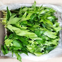 당귀잎 1kg