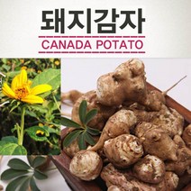 생 돼지감자 5kg 10kg 국내산 100% 뚱딴지 장아찌 베타카로틴 당 건강식품, 참 구수한 흰 돼지감자 10kg