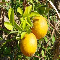 NS탱자나무 실생2년뿌리묘(5주묶음)