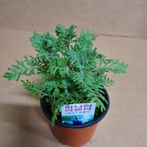 피나타 라벤더 허브 2020 새상품