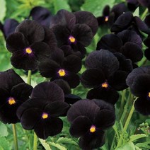 꽃씨앗/비올라-솔벳 블랙딜라이트 /약20립 Q841