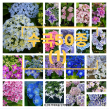 수국50종(01) 원예수국 꽃수국 월동수국 정원수국 지속개화수국 나무꽃, 2)만화경