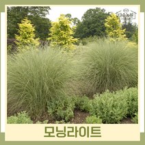 모닝라이트 억새류 7치화분묘 1개