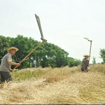도리깨 콩 보리 참깨 들깨 갈퀴 타작 농기구 수확, 대나무 기둥으로