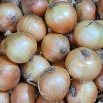 2022년 수확한 양파 햇양파 최상품 조생종, 중사이즈, 3kg