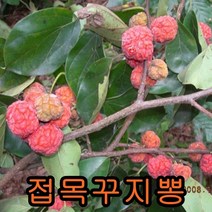 접목꾸지뽕나무 접목1년특묘 나무 묘목 접꾸지뽕나무