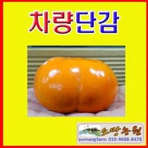 G(소망)차량단감묘목/키180센치(분)1그루)/결실가능주