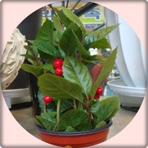 천냥금 자금우 3포트화분, 1개