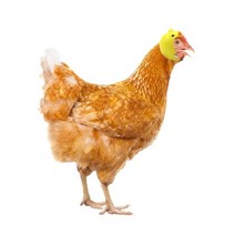 닭 헬멧 머리 암컷 털뽑힘 숫컷 공격 보호 관상 청계 조류 애완 반려동물 악세사리 모자, A 노랑