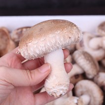 윤플러스 송화고 버섯 송화 송고 육삼고 1kg, 1박스, 상품 1kg