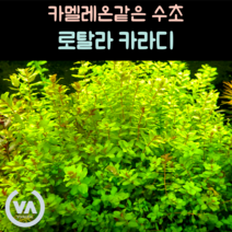 [비바소녀] 카멜레온같은 로탈라 카라티(7줄기) 초보수초 레이아웃 미니어항