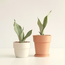 은은한 매력의 공기정화식물 산세베리아 문샤인, 1. 문샤인 + 플라스틱 분 (브라운)