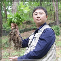 서민갑부 6시내고향 유재덕의 산양산삼 산양삼 장뇌삼 산삼 부모님선물 10년근 10년산 12년근 12년산 파삼 자연산 야생산삼 자연산삼 어버이날 회갑 환갑 어르신 선물, 파삼 100g(1+1제외)