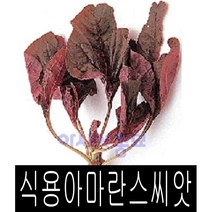 핫한 아마란스채소 인기 순위 TOP100을 소개합니다