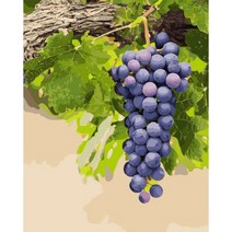 아이윙스 피포페인팅 pipo-2049 재물과풍수 포도 40x50 DIY명화그리기 유화수채화그리기, 단품, 단품