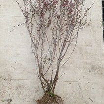 쭈bhnj__이스라지 3년생 H0.6-0.8 (산앵두) 플라스틱식물화분 예쁜묘목 키우기 실내 개화주 꽃식물♥hopenjoy!, ♥hopenjoy!, ♥myHoney-쇼핑